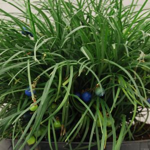 Konwalnik zielony - Ophiopogon chingii1 (2)