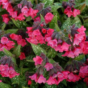 Miodunka mieszańcowa 'Shrimps on the Barbie' Pulmonaria hybrida 'Shrimps on the Barbie'