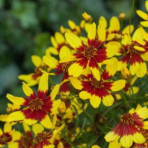 Nachyłek Coreopsis Firefly