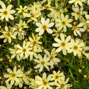 Nachyłek okółkowy 'Moonbeam' Coreopsis verticillata 'Moonbeam'