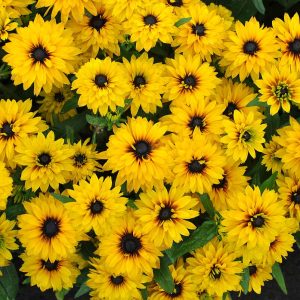 Rudbekia 'Flamenco Yellow' Rudbeckia 'Flamenco Yellow'3