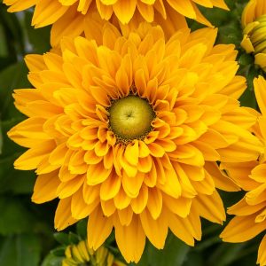 Rudbekia owłosiona 'SmileyZ Big Double Passion' Rudbeckia hirta 'SmileyZ™ Big Double Passion'2