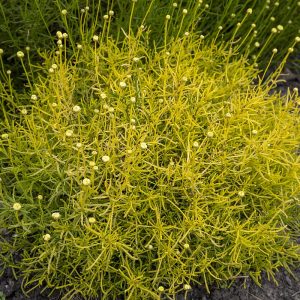 Santolina rozmarynolistna 'Lemon Fizz' Santolina rosmarinifolia 'Lemon Fizz'