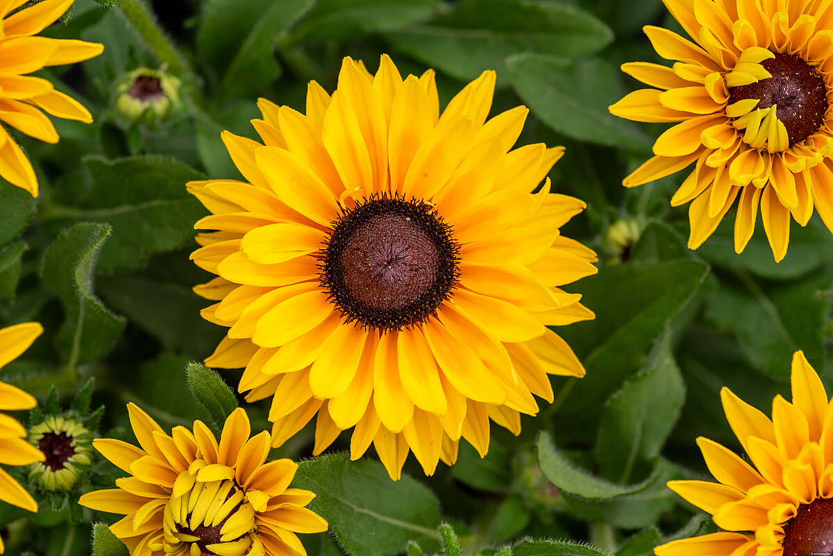SmileyZ Big Cheerleader Rudbeckia hirta