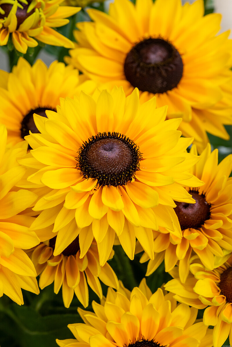 SmileyZ Big Cheerleader Rudbeckia hirta1