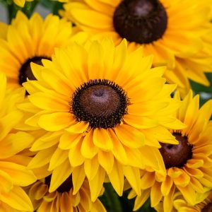 SmileyZ Big Cheerleader Rudbeckia hirta2