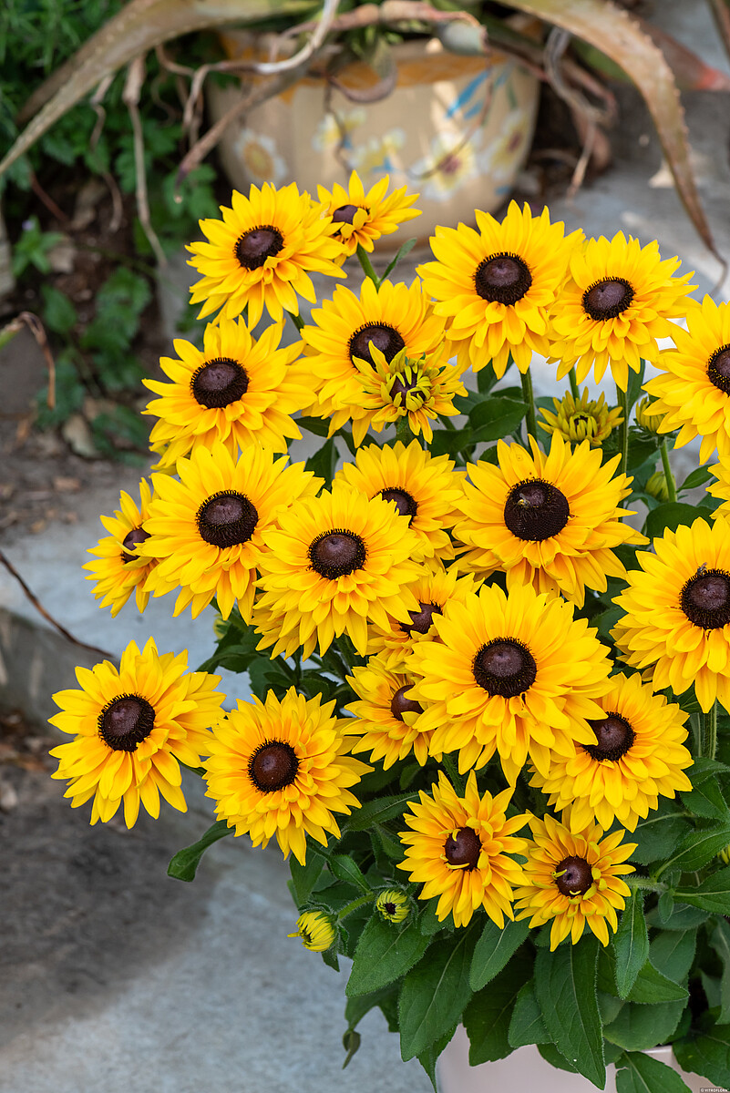 SmileyZ Big Cheerleader Rudbeckia hirta3