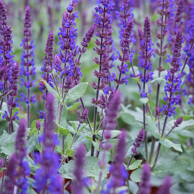 Szałwia omszona 'Caradonna Compact Blue' (Salvia nemorosa 'Caradonna Compact Blue')