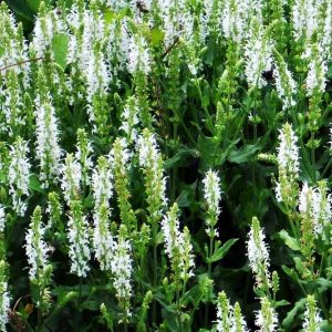 Szałwia omszona 'Merleau White' Salvia nemorosa 'Merleau White'