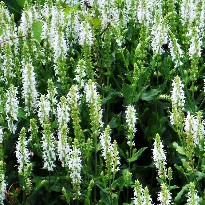 Szałwia omszona 'Merleau White' Salvia nemorosa 'Merleau White'