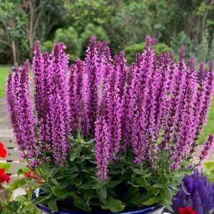 Szałwia omszona 'Rianne Purple' Salvia nemorosa 'Rianne Pink'