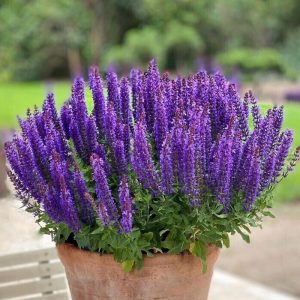 Szałwia omszona 'Rianne Purple' Salvia nemorosa 'Rianne Purple'3