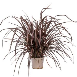 Tęgosz właściwy 'Bronze Baby' Phormium tenax 'Bronze Baby'