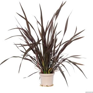 Tęgosz właściwy 'Platts Black' Phormium tenax 'Platts Black'
