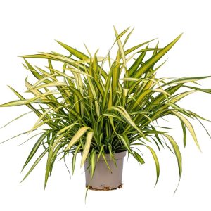 Tęgosz właściwy 'Yellow Wave' Phormium tenax 'Yellow Wave'
