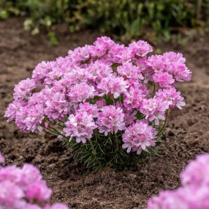 Zawciąg pospolity 'Splendens' Armeria maritima 'Splendens'