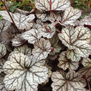 Żurawka 'Glitter' Heuchera 'Glitter'