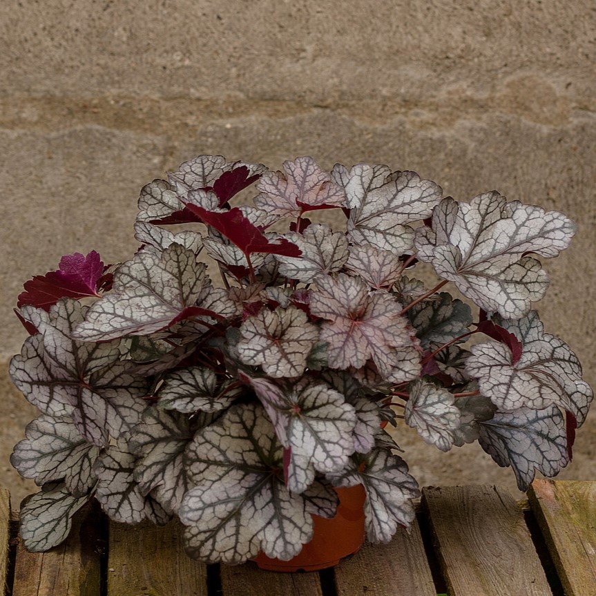 Żurawka 'Glitter' Heuchera 'Glitter'1