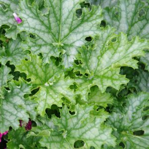 Żurawka 'Lime Swizzle' Heuchera 'Lime Swizzle' 2