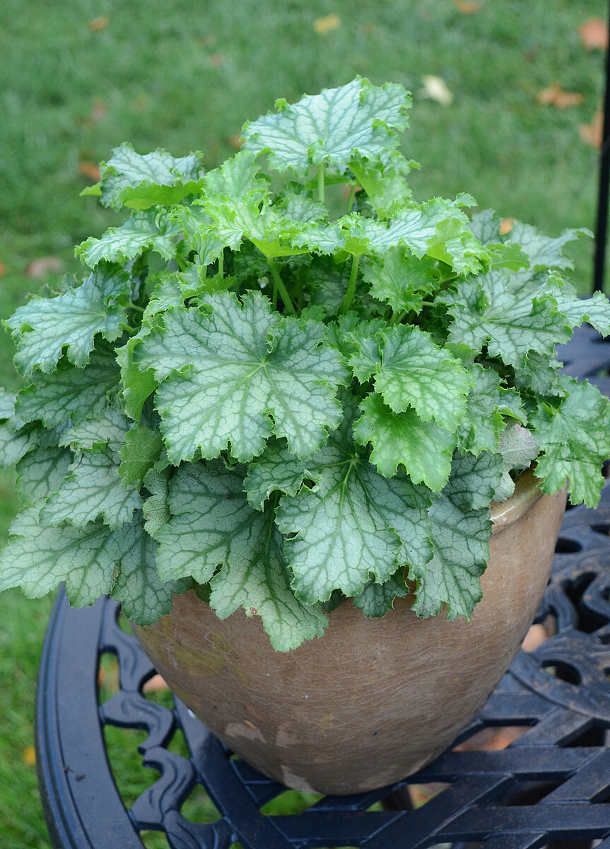 Żurawka 'Lime Swizzle' Heuchera 'Lime Swizzle'