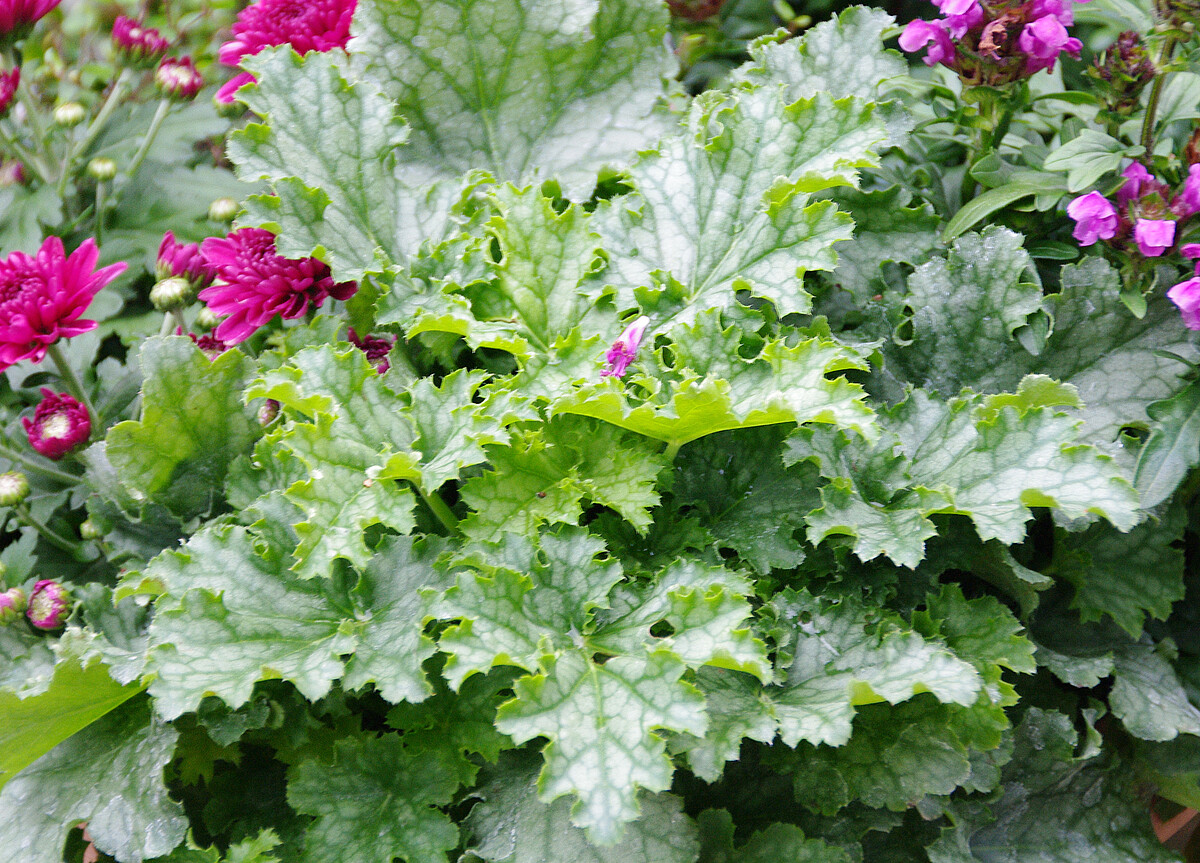 Żurawka 'Lime Swizzle' Heuchera 'Lime Swizzle'1