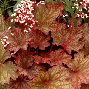 Żurawka 'Rio' Heuchera 'Rio'