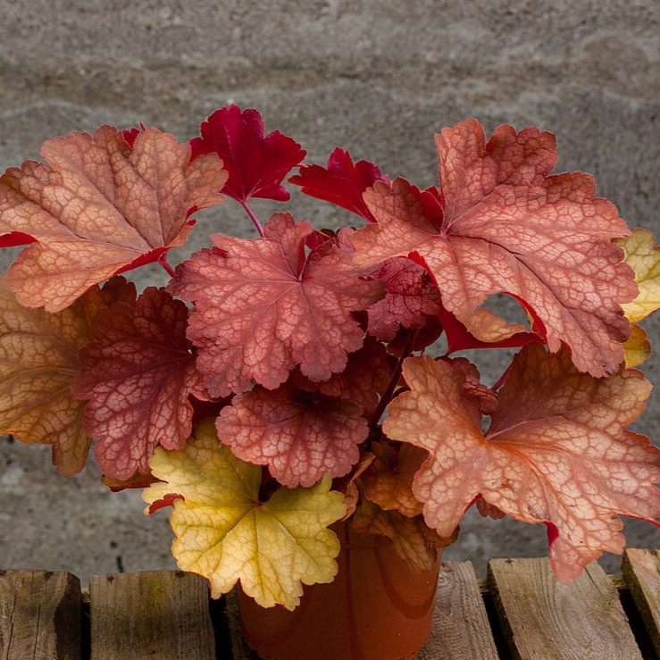 Żurawka 'Rio' Heuchera 'Rio'1