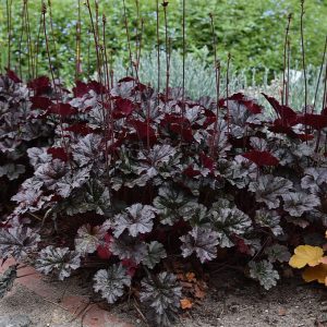 Żurawka 'World Caffé Espresso' Heuchera 'World Caffé™ Espresso'