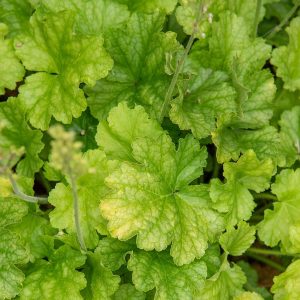 Żurawka 'World Caffé Lime Americano' Heuchera 'World Caffé™ Lime Americano'6