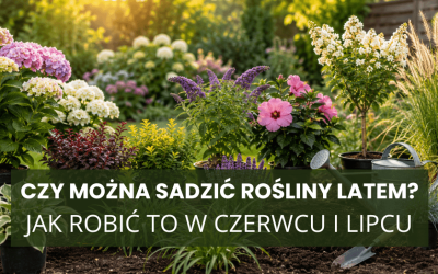 Czy można sadzić rośliny latem? Jak robić to w czerwcu i lipcu