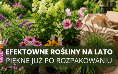 Efektowne rośliny na lato – piękne już po rozpakowaniu