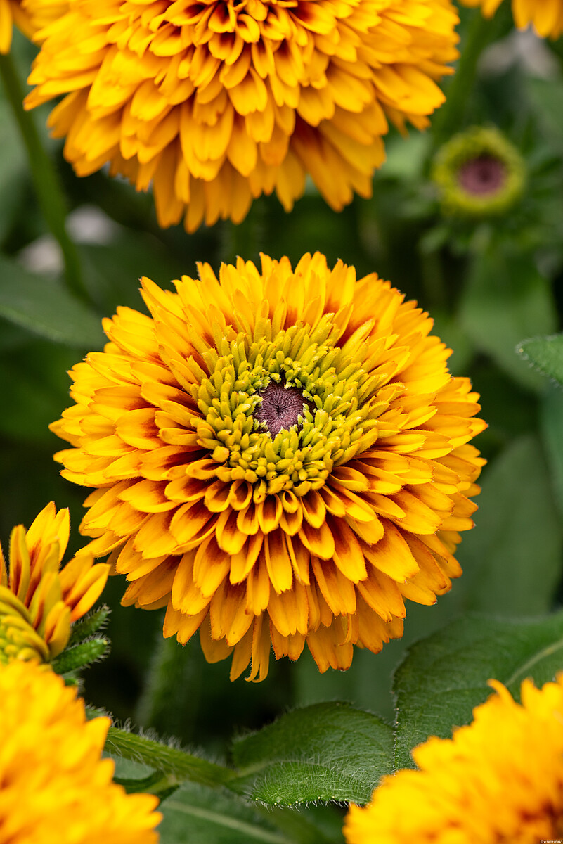 jamaica_rudbeckia-hirta