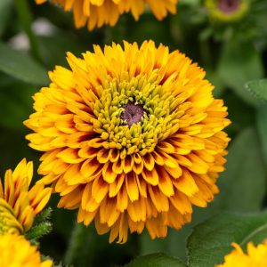 jamaica_rudbeckia-hirta1