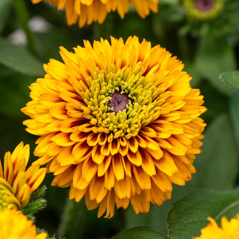 jamaica_rudbeckia-hirta1