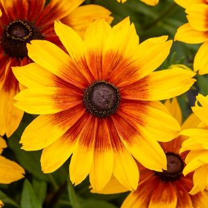 sunbeckia-luna_rudbeckia-hirta 1