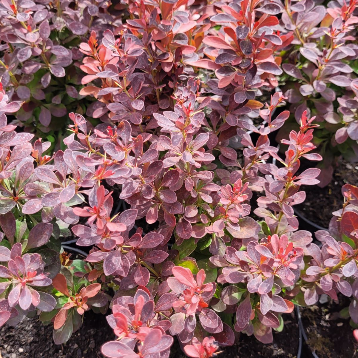 Berberys Thunberga 'Orange Tower' Berberis thunbergii 'Orange Tower' 1