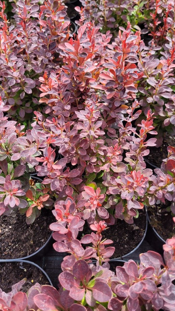 Berberys Thunberga 'Orange Tower' Berberis thunbergii 'Orange Tower' 2