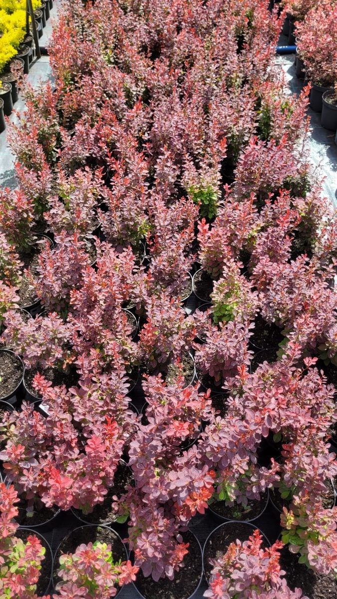 Berberys Thunberga 'Orange Tower' Berberis thunbergii 'Orange Tower' 3