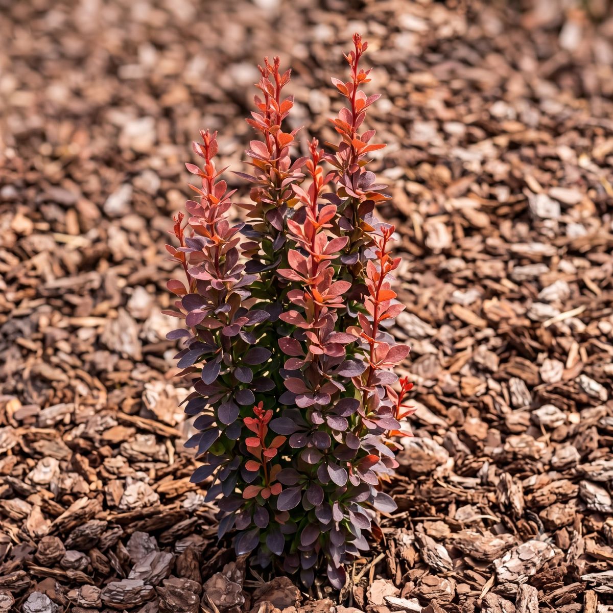 Berberys Thunberga 'Orange Tower' Berberis thunbergii 'Orange Tower'