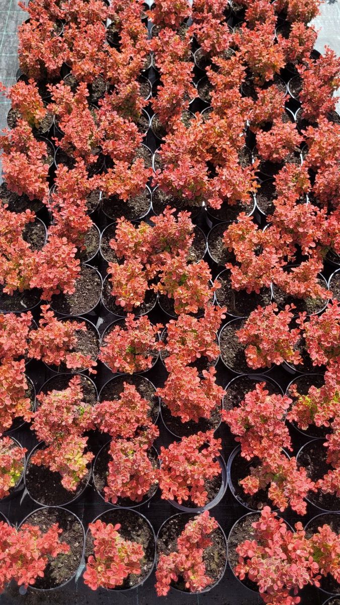 Berberys Thunberga 'Red Hot Chili' Berberis thunbergii 'Red Hot Chili'