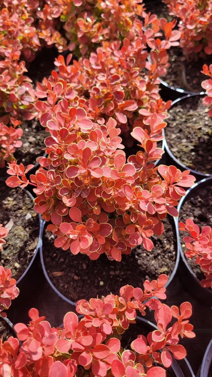 Berberys Thunberga 'Red Hot Chili' Berberis thunbergii 'Red Hot Chili'1