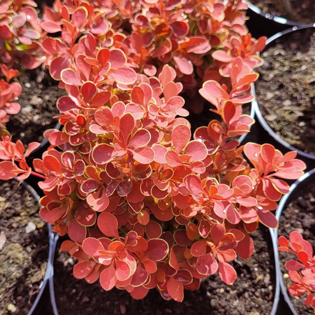 Berberys Thunberga 'Red Hot Chili' Berberis thunbergii 'Red Hot Chili'2