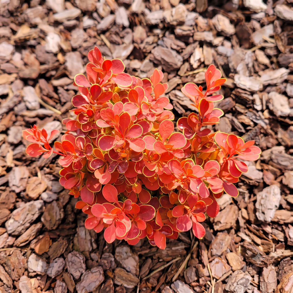Berberys Thunberga 'Red Hot Chili' Berberis thunbergii 'Red Hot Chili'22