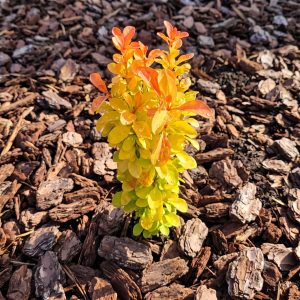 Berberys Thunberga 'Sunbeam' Berberis thunbergii 'Sunbeam'