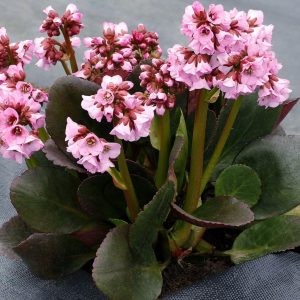 Bergenia mieszańcowa 'Vintage Blush' Bergenia hybrida 'Vintage Blush'