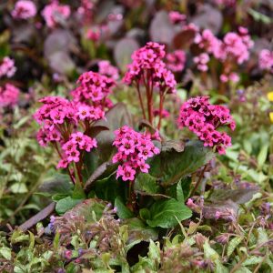 Bergenia mieszańcowa 'Vintage Pink' Bergenia hybrida 'Vintage Pink'