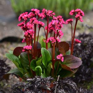 Bergenia mieszańcowa 'Vintage Rose' Bergenia hybrida 'Vintage Rose'