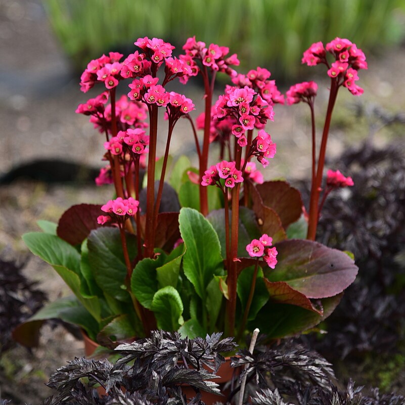 Bergenia mieszańcowa 'Vintage Rose' Bergenia hybrida 'Vintage Rose'
