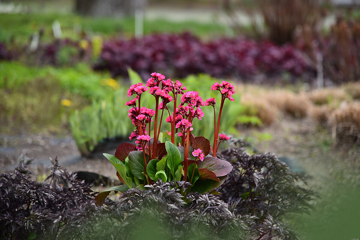 Bergenia mieszańcowa 'Vintage Rose' Bergenia hybrida 'Vintage Rose'1
