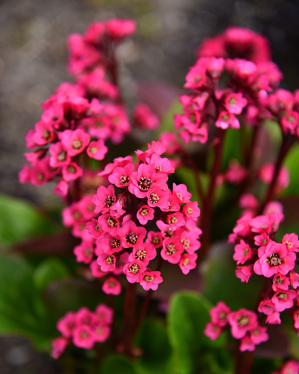 Bergenia mieszańcowa 'Vintage Rose' Bergenia hybrida 'Vintage Rose'12